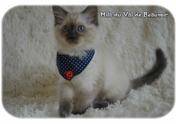 femelle blue colourpoint - Chatterie Ragdolls du Val de Beauvoir